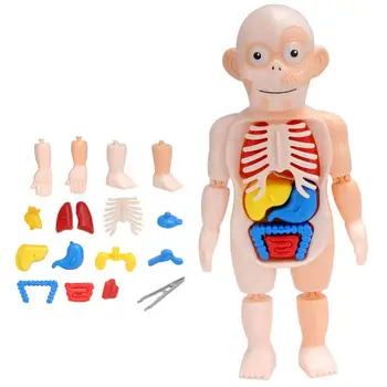 15pcs Izmenljive Človeškega Trupa 3D Človeško Telo Struktura Poučevanje Otrok Izobraževalne Igrače Za Otroke, Najstnike
